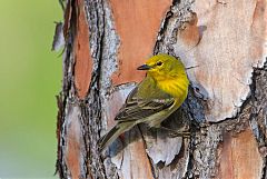 Pine Warbler